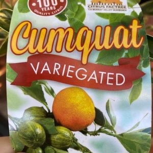 CUMQUAT VARIEGATED 200MM