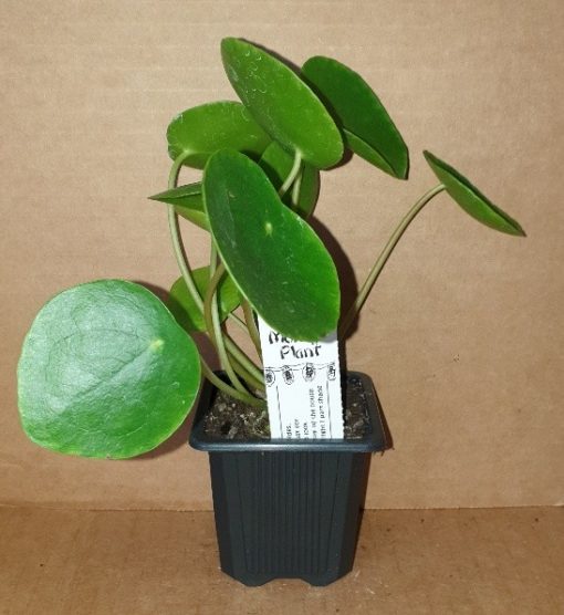 PILEA PEPEROMIOIDES CHINESE MONEY PLANT 75MM