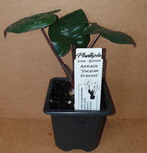 ALOCASIA YUCATAN PRINCESS 75MM