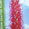 GREVILLEA GOLIATH GRAFTED 200MM - Image 2