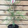 GREVILLEA GOLIATH GRAFTED 200MM