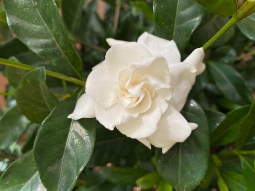 GARDENIA FLORIDA 400MM - Image 2
