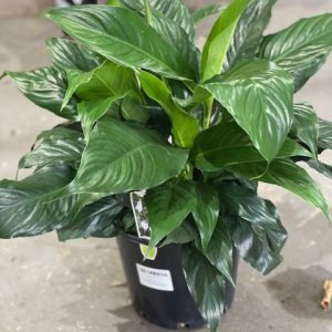 SPATHIPHYLLUM PEACE LILY 250MM