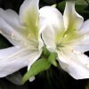 AZALEA ALBA MAGNIFICA 250MM - Image 2