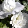 AZALEA ALINE 170MM - Image 2