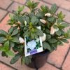 AZALEA ALINE 170MM