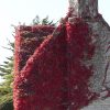 PARTHENOCISSUS TRICUSPIDATA BOSTON IVY 170MM