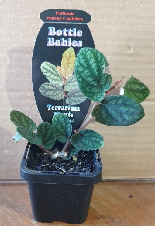 PELLIONIA REPENS X PULCHRA 75M M