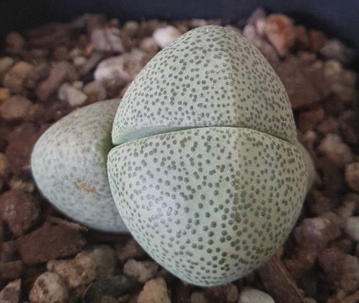 LIVING STONE PLEIOSPILOS NELII 7CM - Image 2