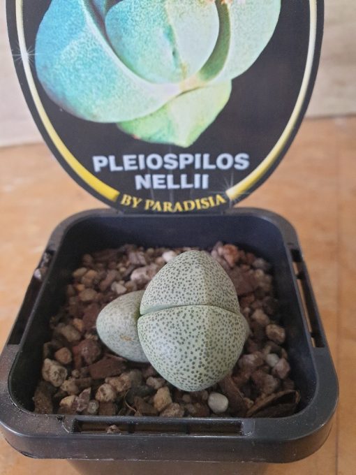 LIVING STONE PLEIOSPILOS NELII 7CM