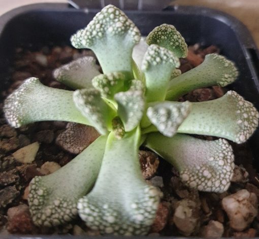 LIVING STONE TITANOPSIS SPP. 7CM - Image 2