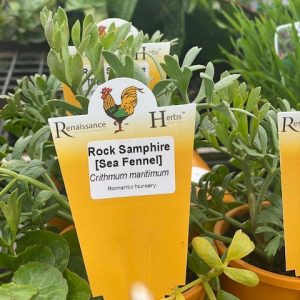 SAMPHIRE ROCK SEA FENNEL 100MM