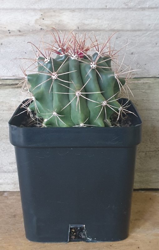FEROCACTUS WISLIZENI FISH HOOK BARREL CACTUS 100MM - Image 2