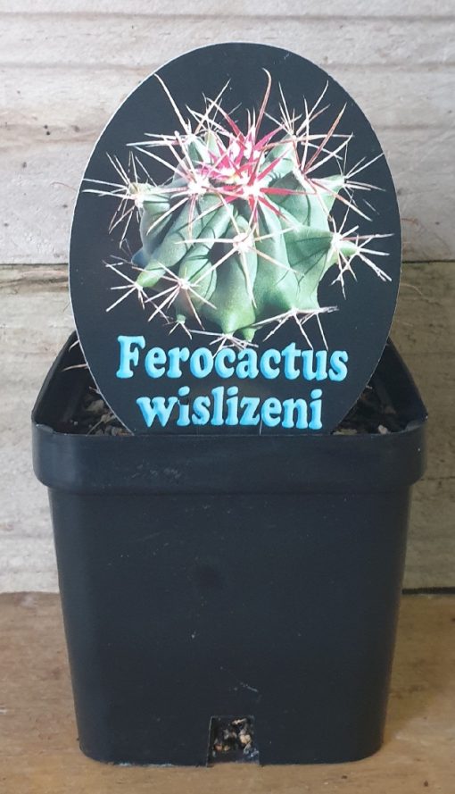 FEROCACTUS WISLIZENI FISH HOOK BARREL CACTUS 100MM