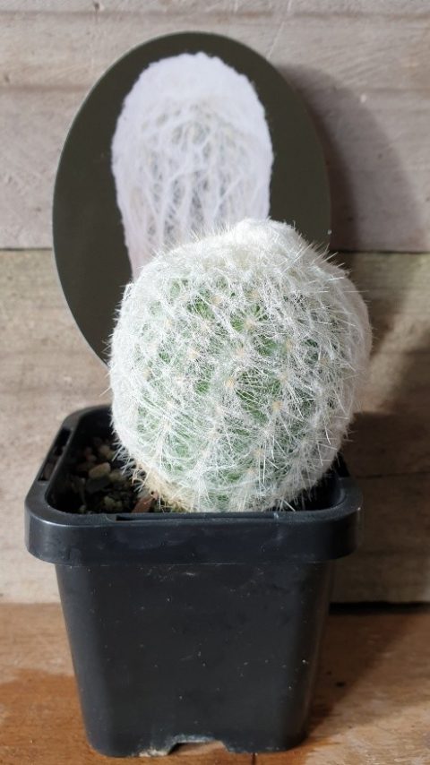 Espostoa Melanostele 'Peruvian Old Lady Cactus' – Live In 2.5" Pot, Silver Fluffy Spines