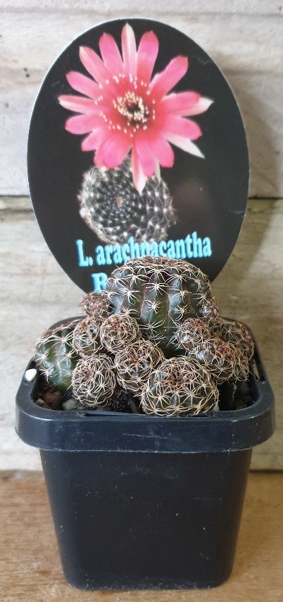 LOBIVIA ARACHNACANTHA PINK 7CM