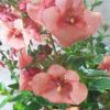 DIASCIA GARDASCIA APRICOT 140MM - Image 2