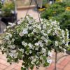 BACOPA WHITE HANGING BASKET 270MM