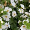 BACOPA WHITE HANGING BASKET 270MM - Image 2