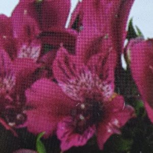 ALSTROEMERIA NOBLE 150MM