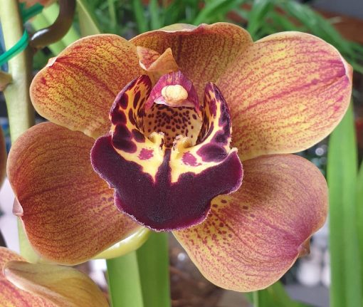 ORCHID CYMBIDIUM 59.95 2 SPIKE 2