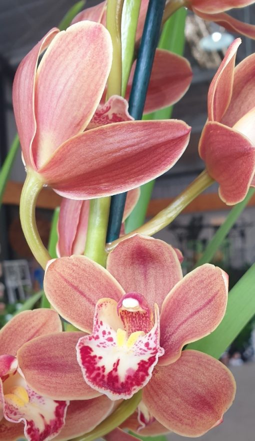 ORCHID CYMBIDIUM 59.95 2 SPIKE 4