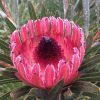 Protea Juliet 250mm - Image 2