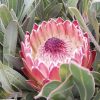 Protea Juliet 250mm