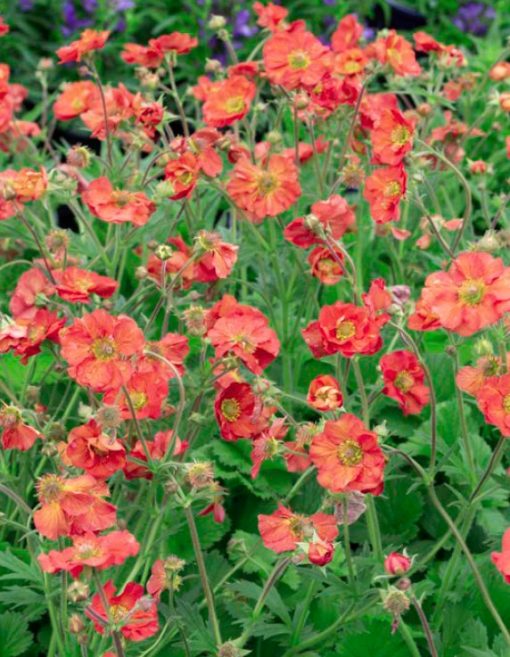 GEUM CORAL TEMPEST 140MM | The Garden Feast