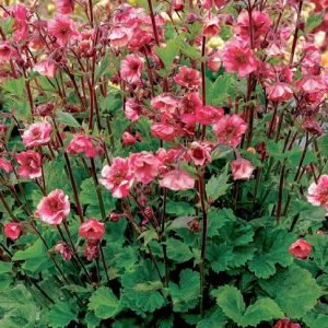 GEUM TEMPO ROSE 140MM