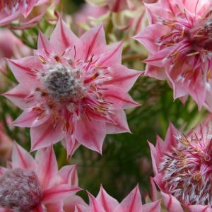 SERRURIA PRETTY N PINK 200MM
