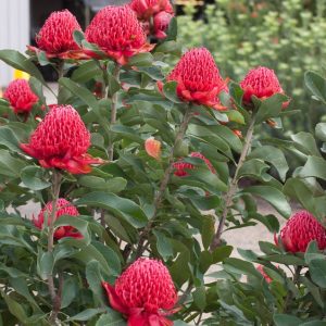 TELOPEA SHADY LADY CRIMSON 20CM