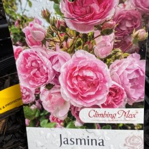 ROSE JASMINA CLIMBER 200MM