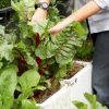 Wicking Bed Kit