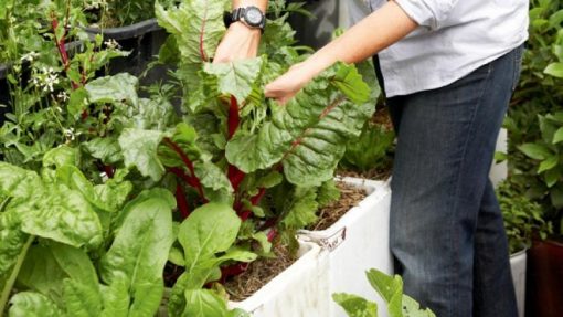 Wicking Bed Kit