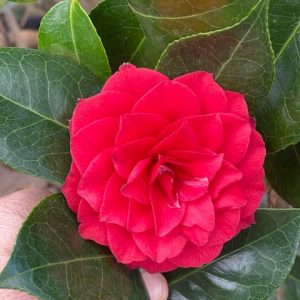 Camellia Black Tie 200mm
