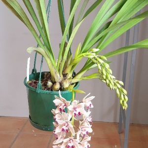 CYMBIDIUM BASKET 4 SPIKE