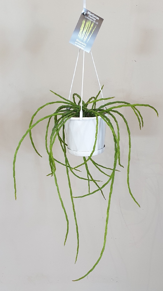 RHIPSALIS PACHEO-LEERI V CATENULA HB