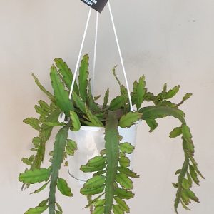 LEPISMIUM CRUCIFORME V ANCEPS HANGING BASKET 130MM