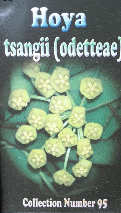 HOYA TSANGII 8CM