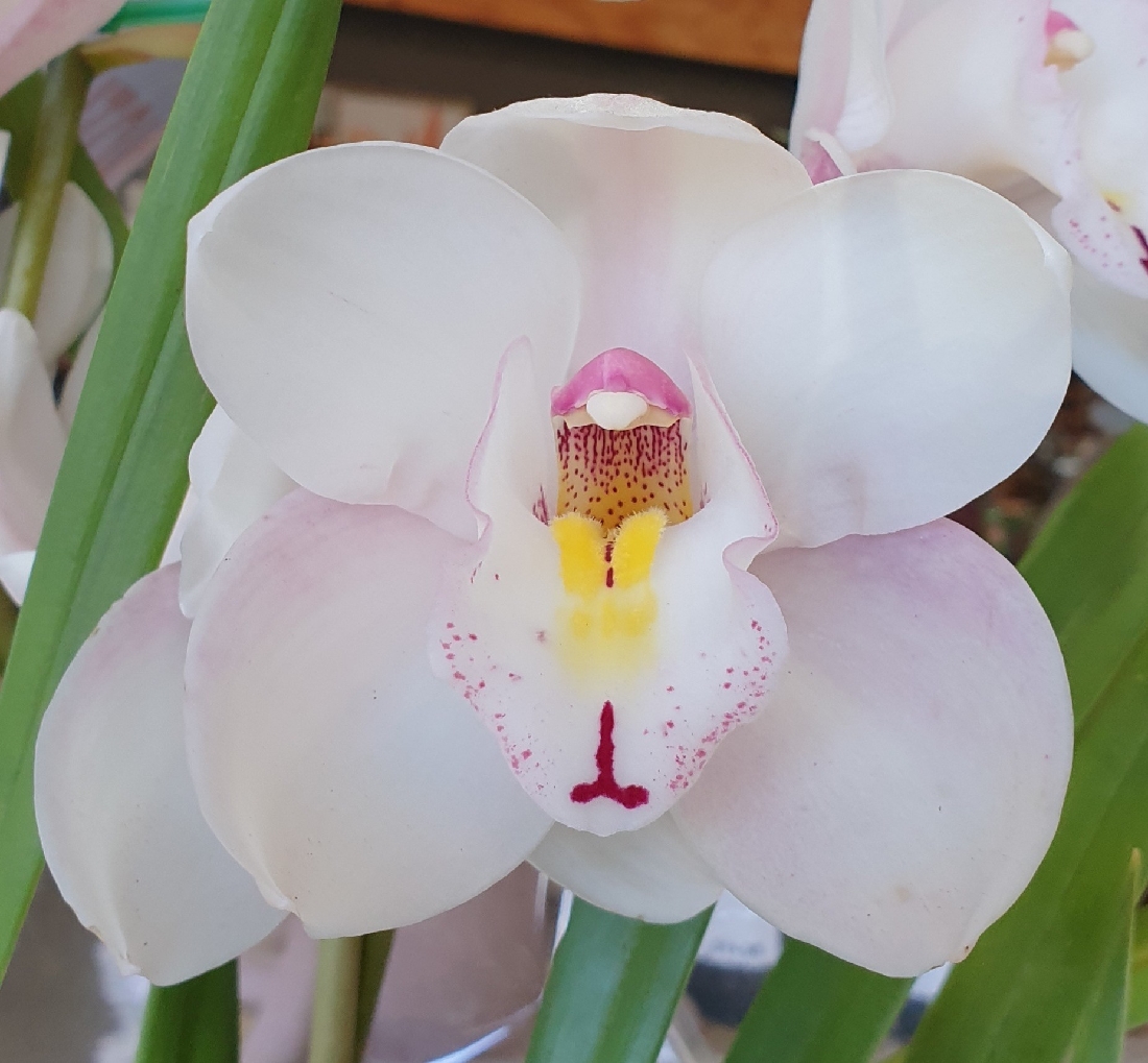 Orchid Cymbidium 2 Spike Pink Blush 14 Garden Feast 