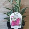 BUDDLEJA BUZZ HOT RASPBERRY 140MM - Image 2