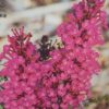 BUDDLEJA BUZZ HOT RASPBERRY 140MM