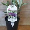 BUDDLEJA BUZZ MIDNIGHT 140MM