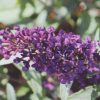 BUDDLEJA BUZZ MIDNIGHT 140MM - Image 2