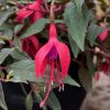 FUCHSIA SUN WREN HANGING BASKET 200MM
