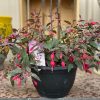 FUCHSIA SUN WREN HANGING BASKET 200MM - Image 2