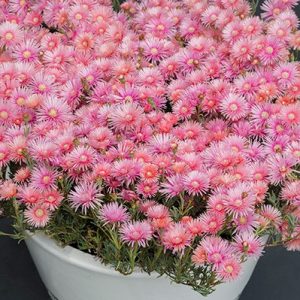 LAMPRANTHUS CORAL EXPLOSION 140MM