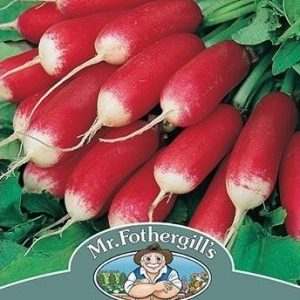 RADISH FRENCH BREAKFAST