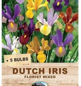 DUTCH IRIS FLORIST MIXED 4 BULBS